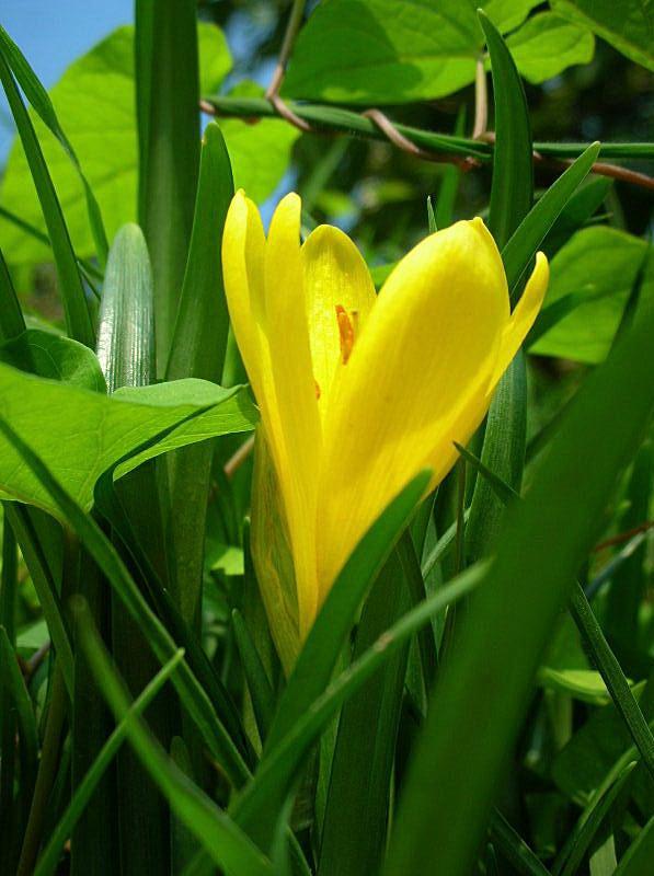 Sternbergia lutea / Zafferanastro giallo